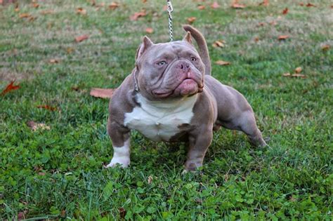 Other names associated with Miniature Bully - Also known as Mini Bully, <b>Micro</b> Bully, Nano Bully, Toy Bully, Teacup. . Micro bullies for sale